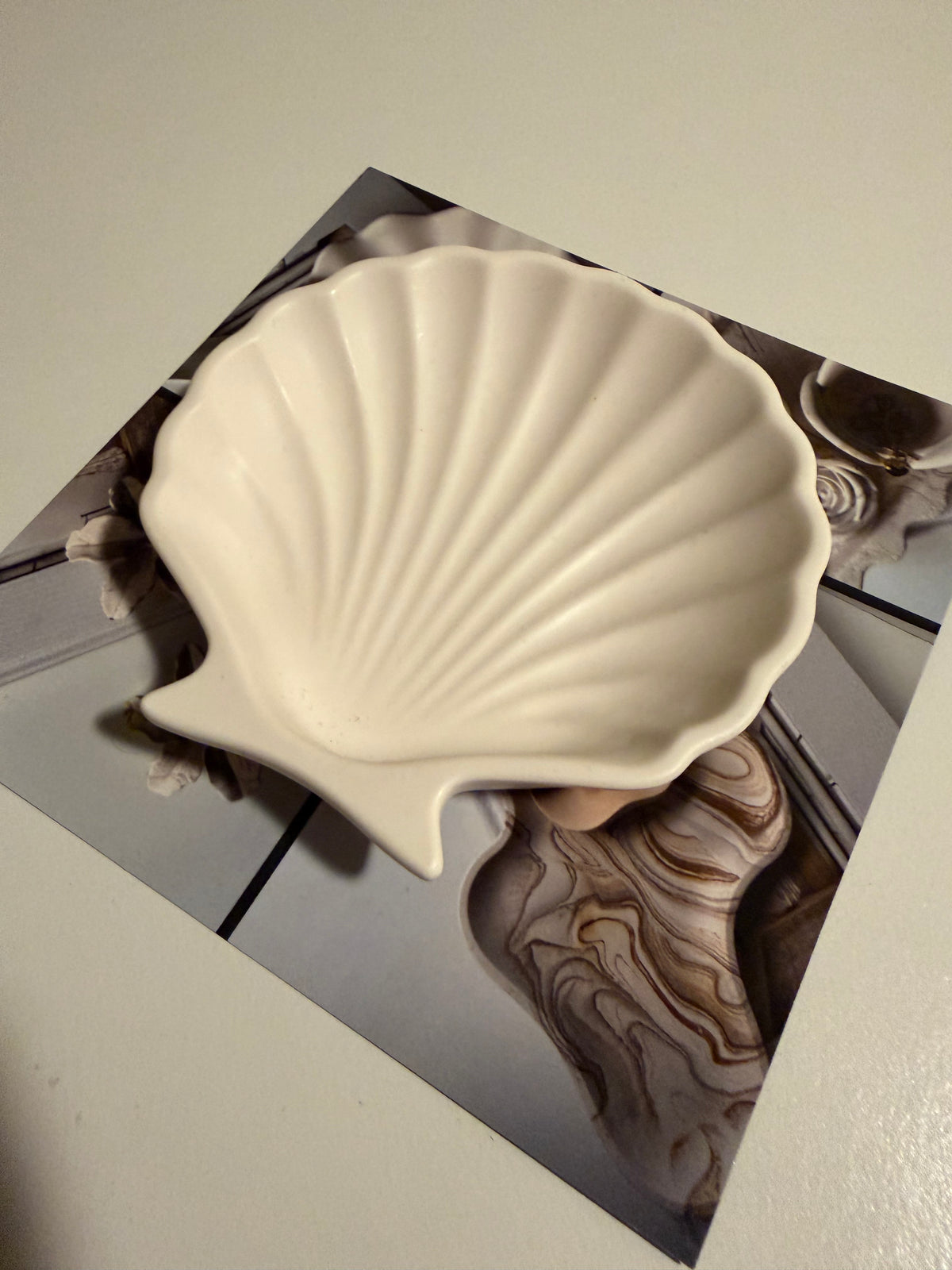 Scallop Shell - Mini